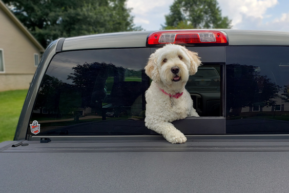 Cute dog in a truck