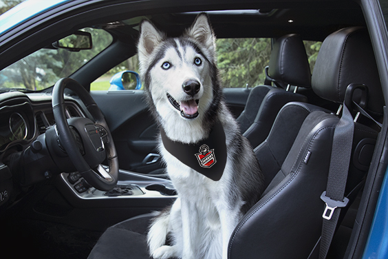 husky-in-car Ziebart is Celebrating National Dog Day