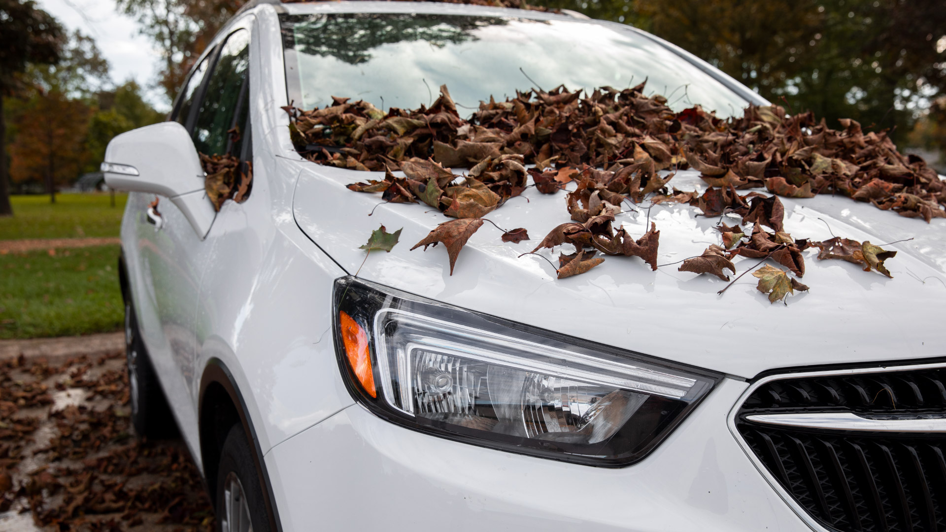 Three Ways You Can Protect Your Vehicle from Leaf Damage This Fall