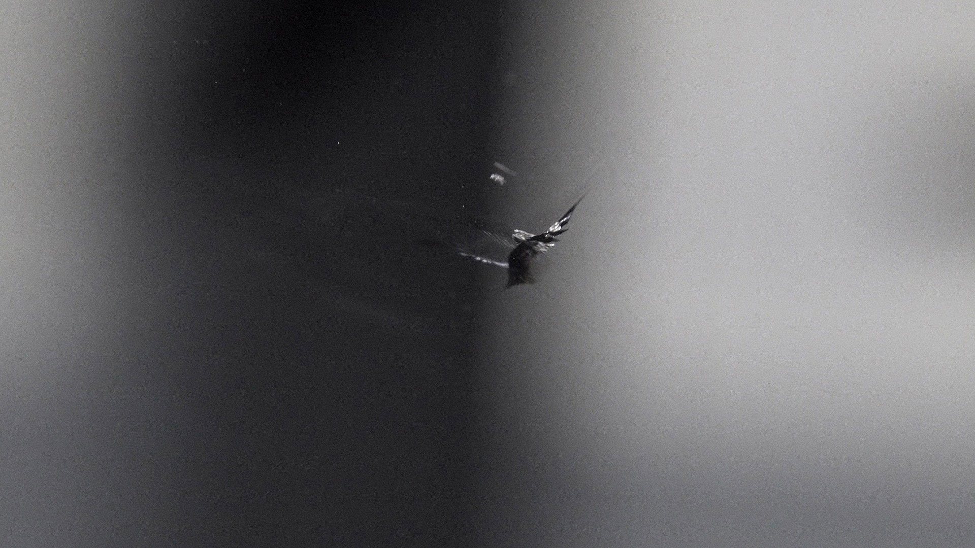 Windshield Chip Repair 1