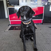 Shop Dog 1