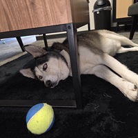 Shop Dog 2